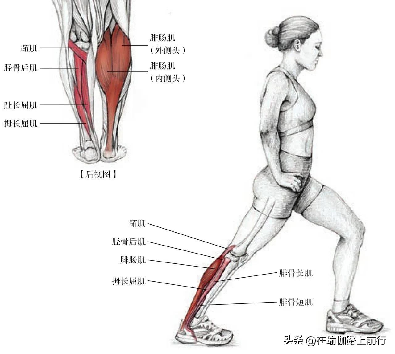 拉伸小腿肌肉神器,拉伸小腿肌肉