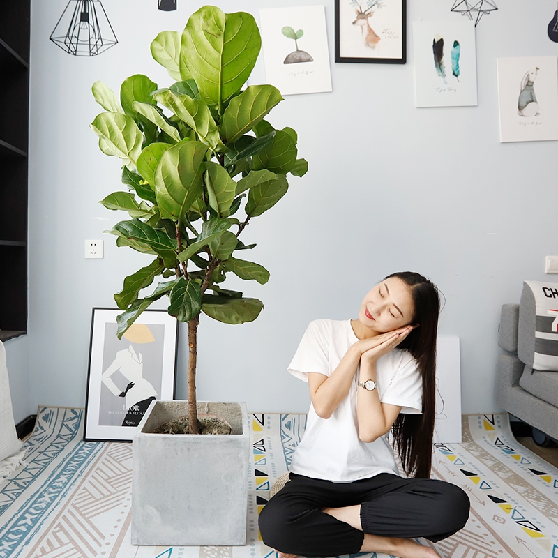 超级好养的大绿植排名前十,比较好养的大型绿植