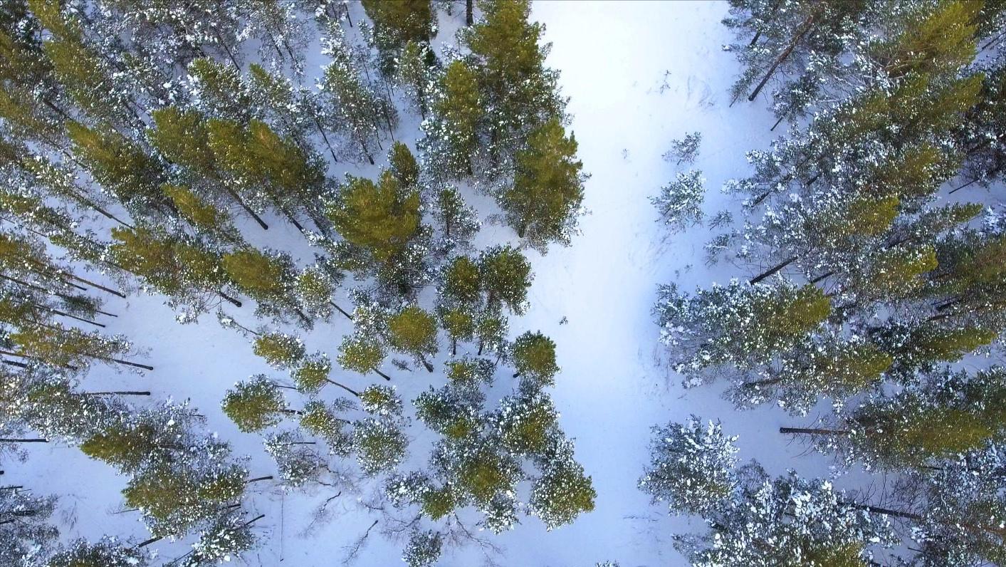 散文|艾平：樟子松随想