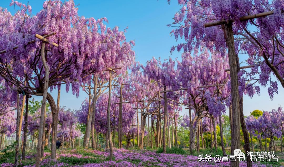 总要来趟潍坊昌邑吧！