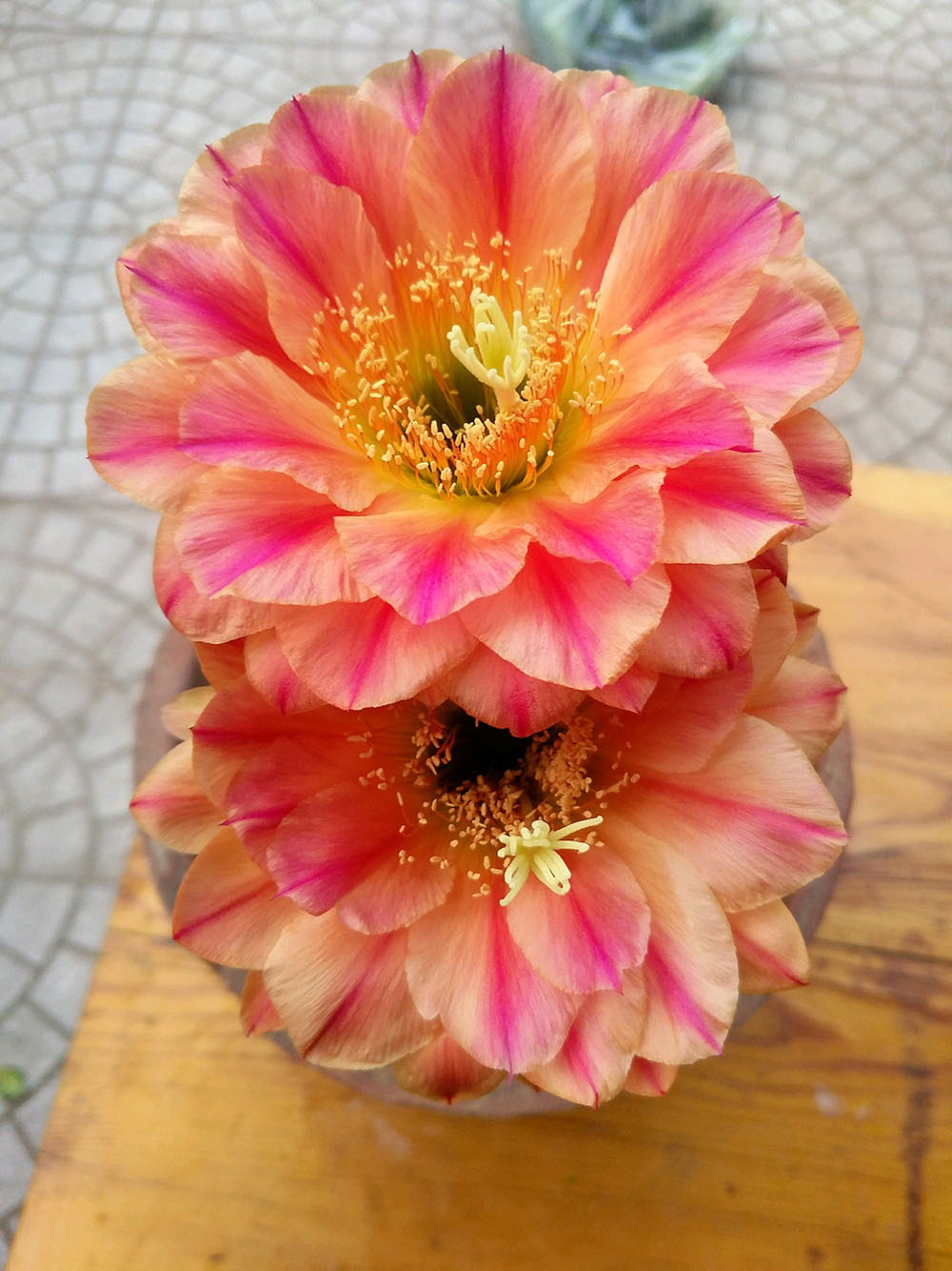 毛花柱仙人球品种大全,顶级精品仙人球花