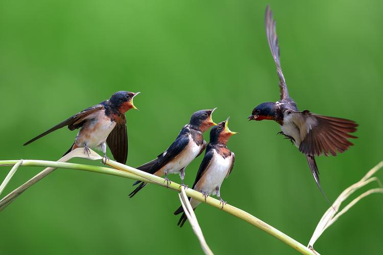 燕子筑巢被人看见,老人说燕子筑巢