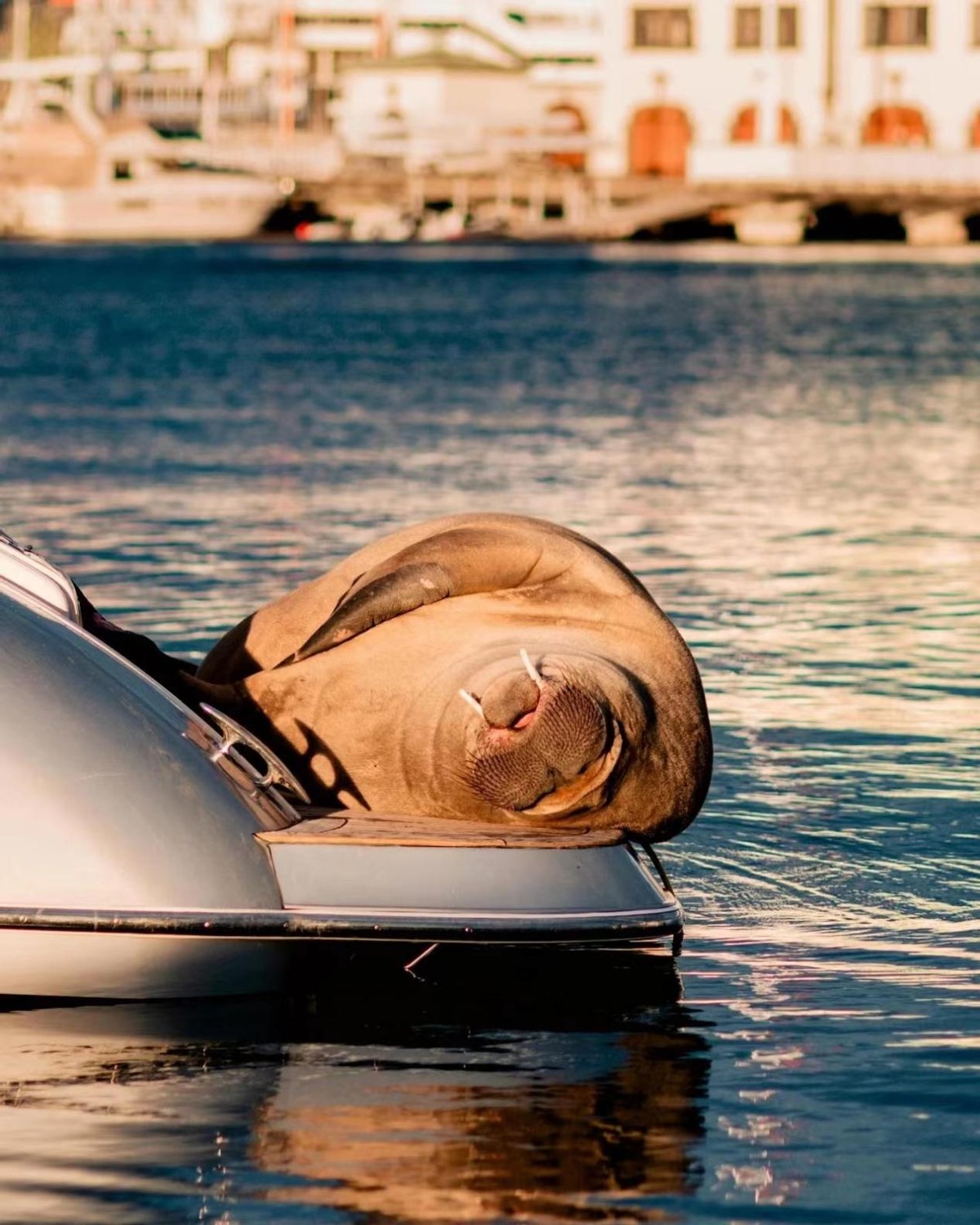 1200斤“女神”半夜被枪杀，尸体拆成标本！只因它亲密接触粉丝？
