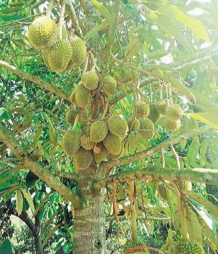 榴莲果树几年结果,榴莲是什么植物的果实