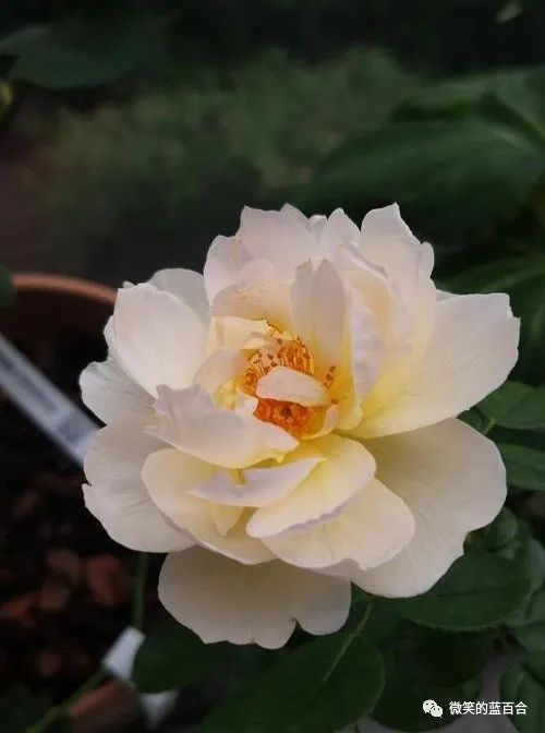 生命的美好，源于人间烟火里的那些认认真真