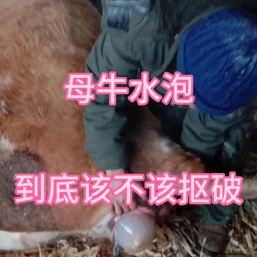 母牛下牛犊露出的水泡是什么,母牛下牛犊水泡破了不下来怎么办