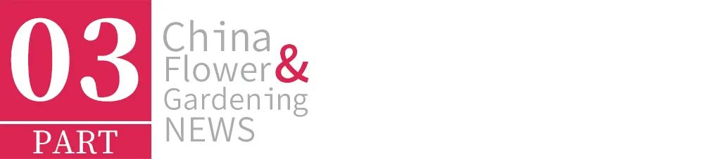 白玉兰为什么被评为上海市市花,中国国花上海市花白玉兰