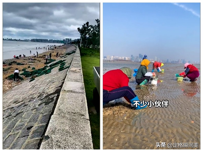 青岛台风过后海鲜遍地图片,台风过后大量海鲜推上沙滩
