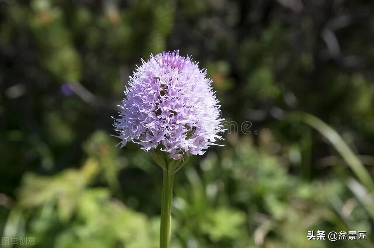 养球兰最好的土,球兰咋养