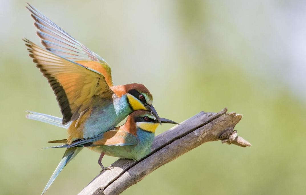各类动物的排泄,各种动物的排泄物有哪些