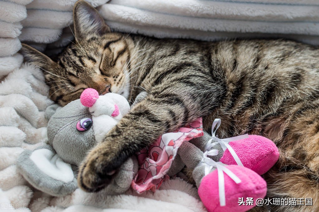 猫为什么对薄荷草感兴趣,为啥有的猫对猫薄荷不感兴趣