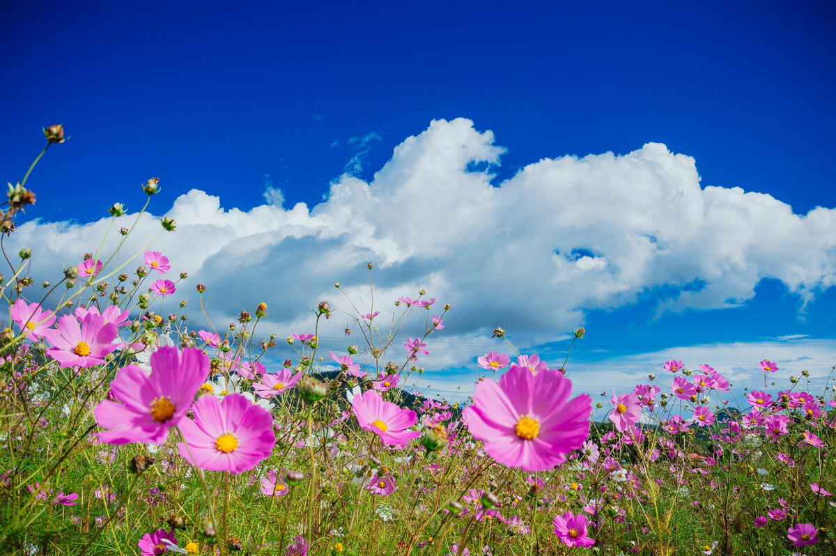 这才是女生该有的爱情态度,追女孩正确的爱情观是什么