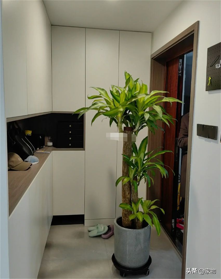 什么树放在客厅最好运,家里客厅禁忌放什么绿植树