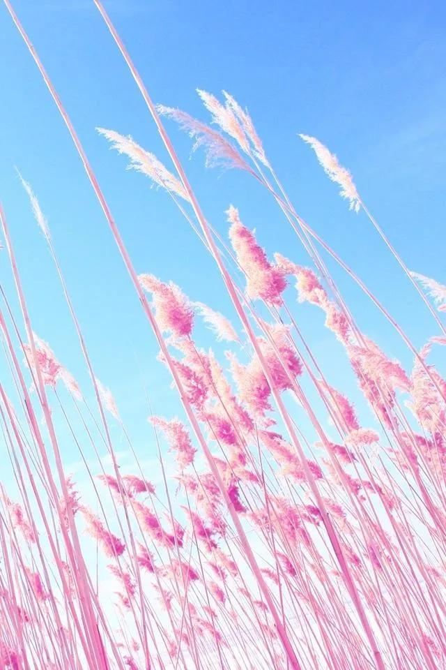 唯美手机壁纸高级感,唯美手机壁纸高清全面屏