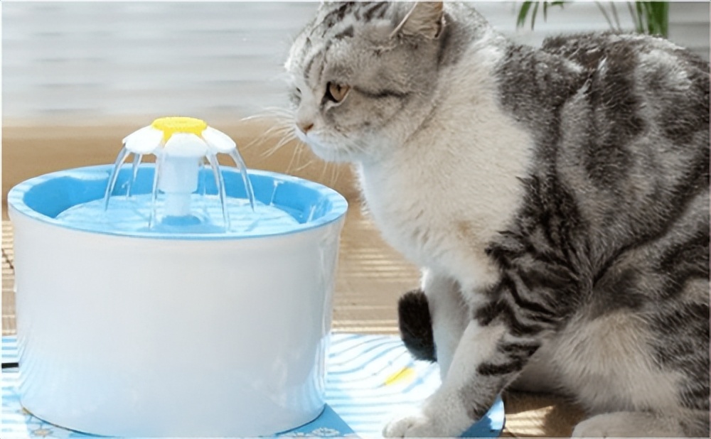 猫咪尿量少还频繁吃什么药,猫咪尿量少还吐怎么办