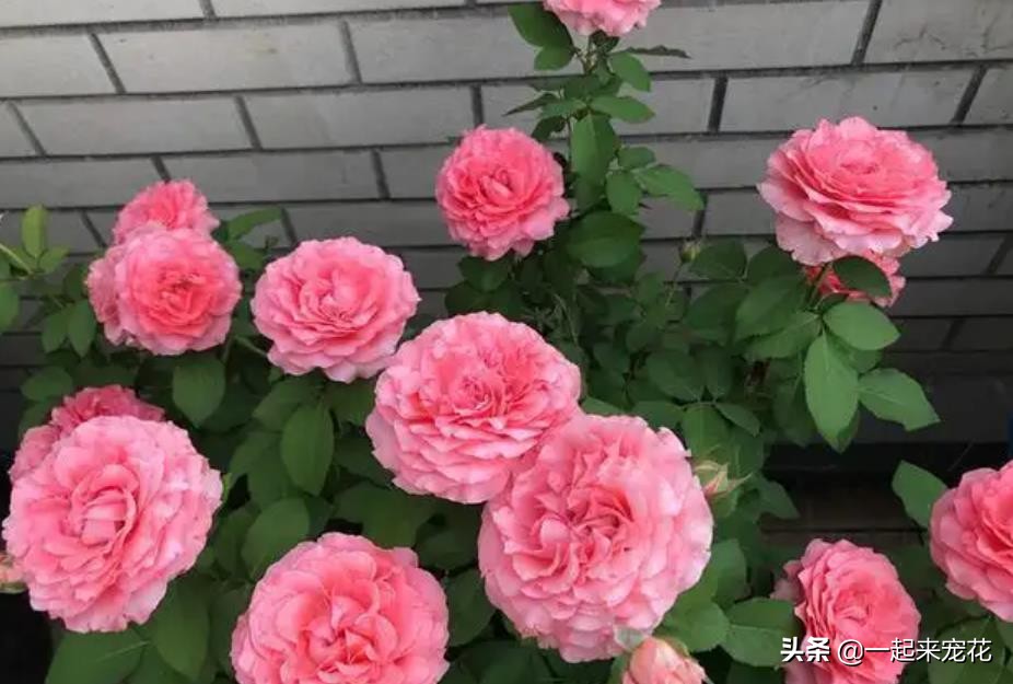 最漂亮的10种月季,四种最漂亮的月季