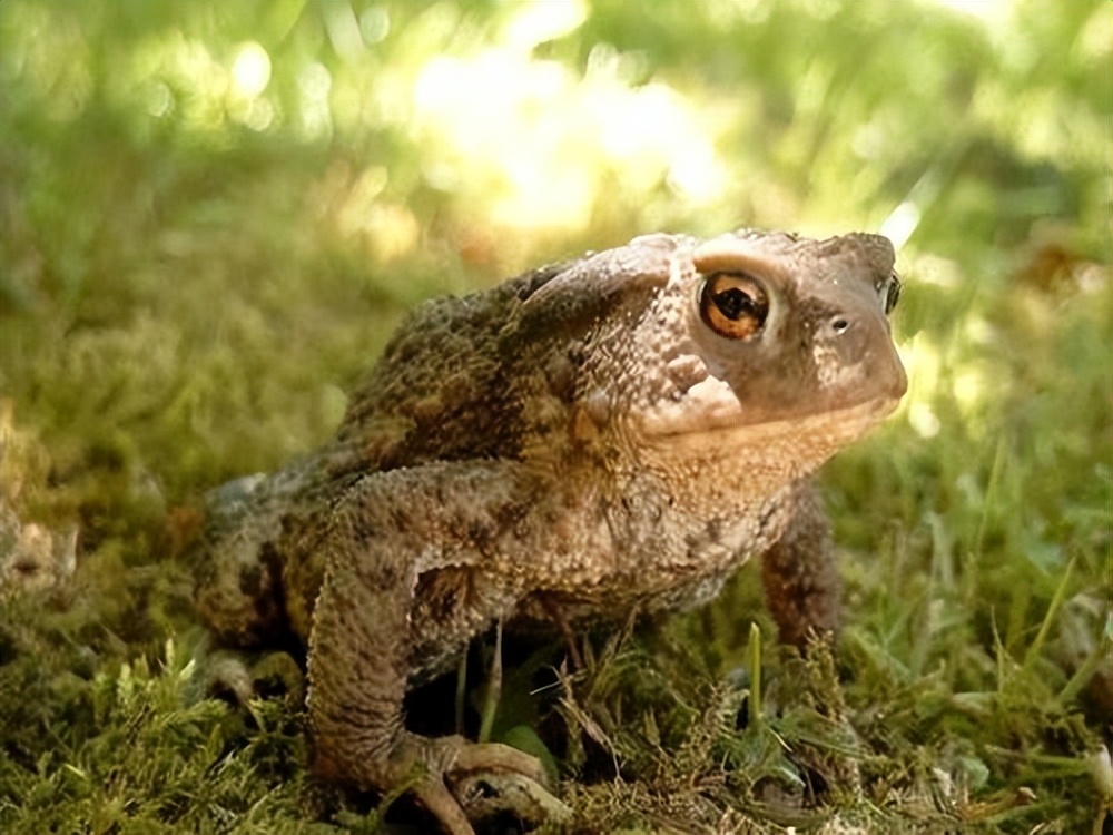 真正的丛林美食有哪些,硬核知识大全100个