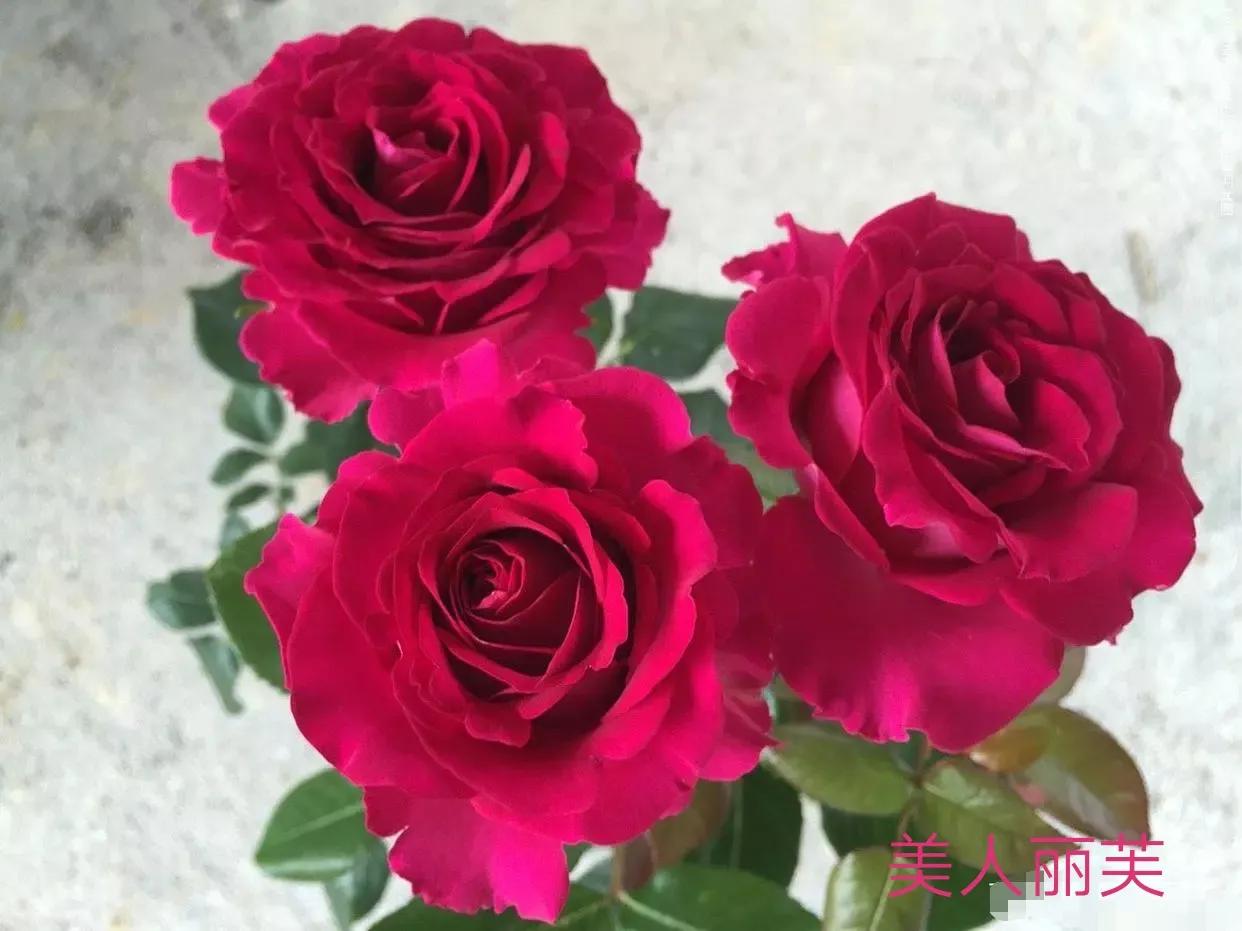 切花月季经典品种推荐,奥斯汀十大切花月季品种