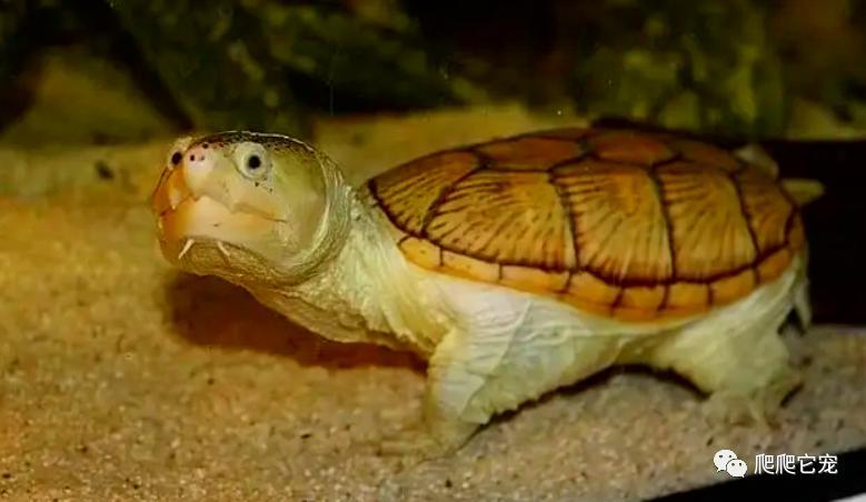 为什么养的龟没有生长纹,为啥养的乌龟会死