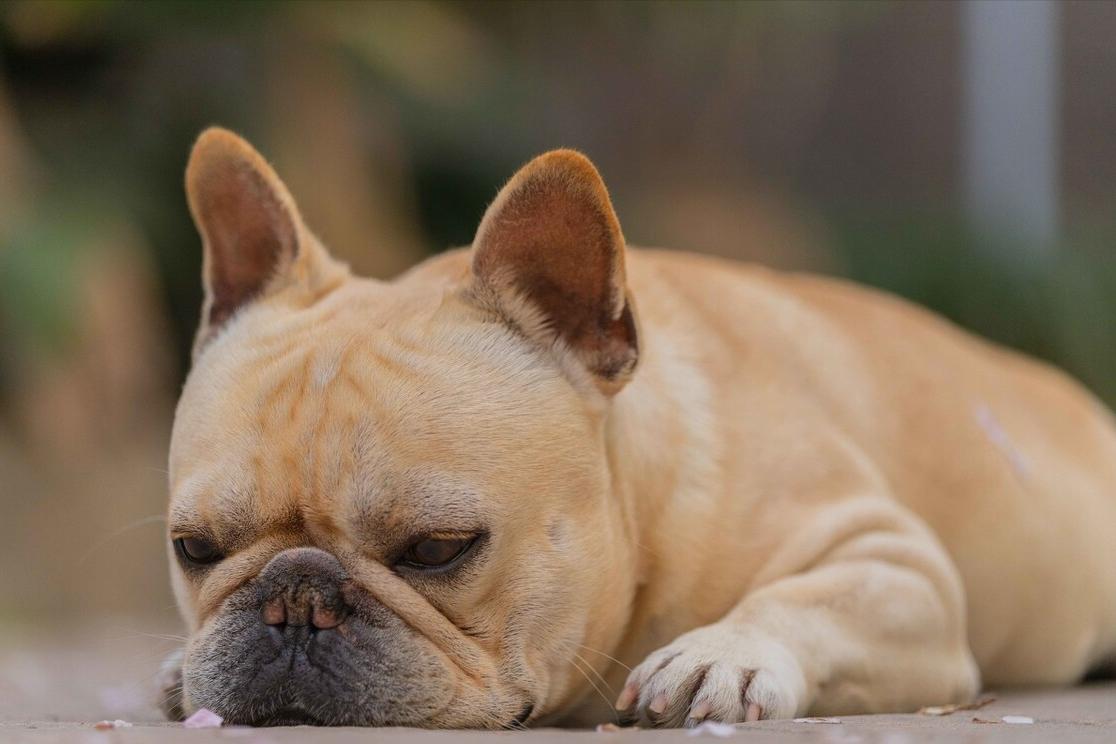 法斗大便带血怎么办,法斗幼崽大便稀还吐精神好