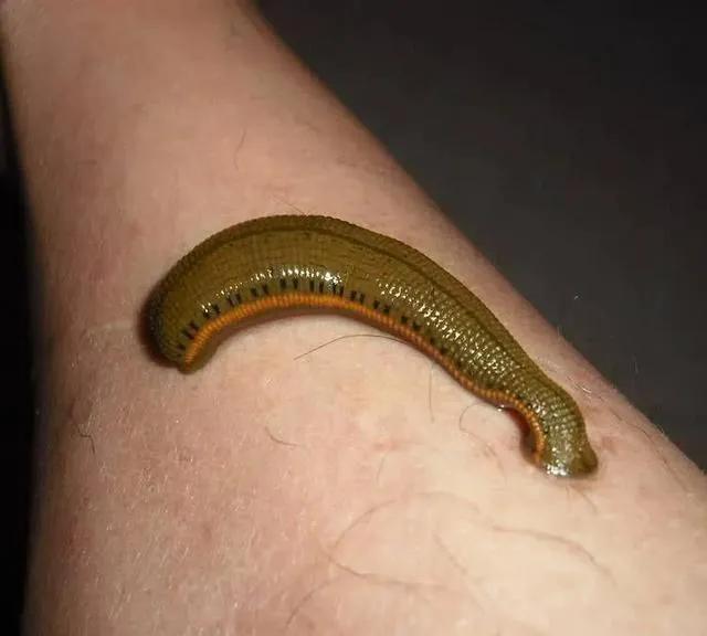 如果水蛭接触到沙子会怎么样,如果水蛭钻人血管会怎样