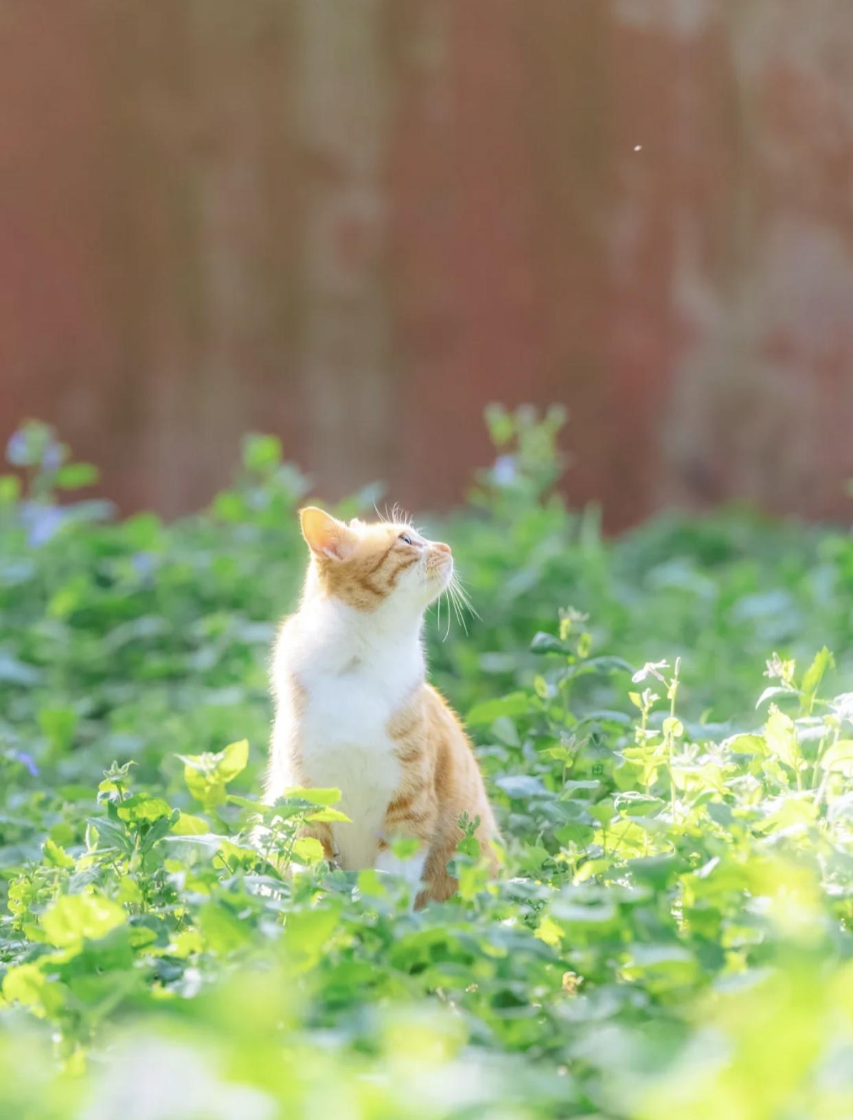 治愈系壁纸｜132张可爱小猫咪的样子