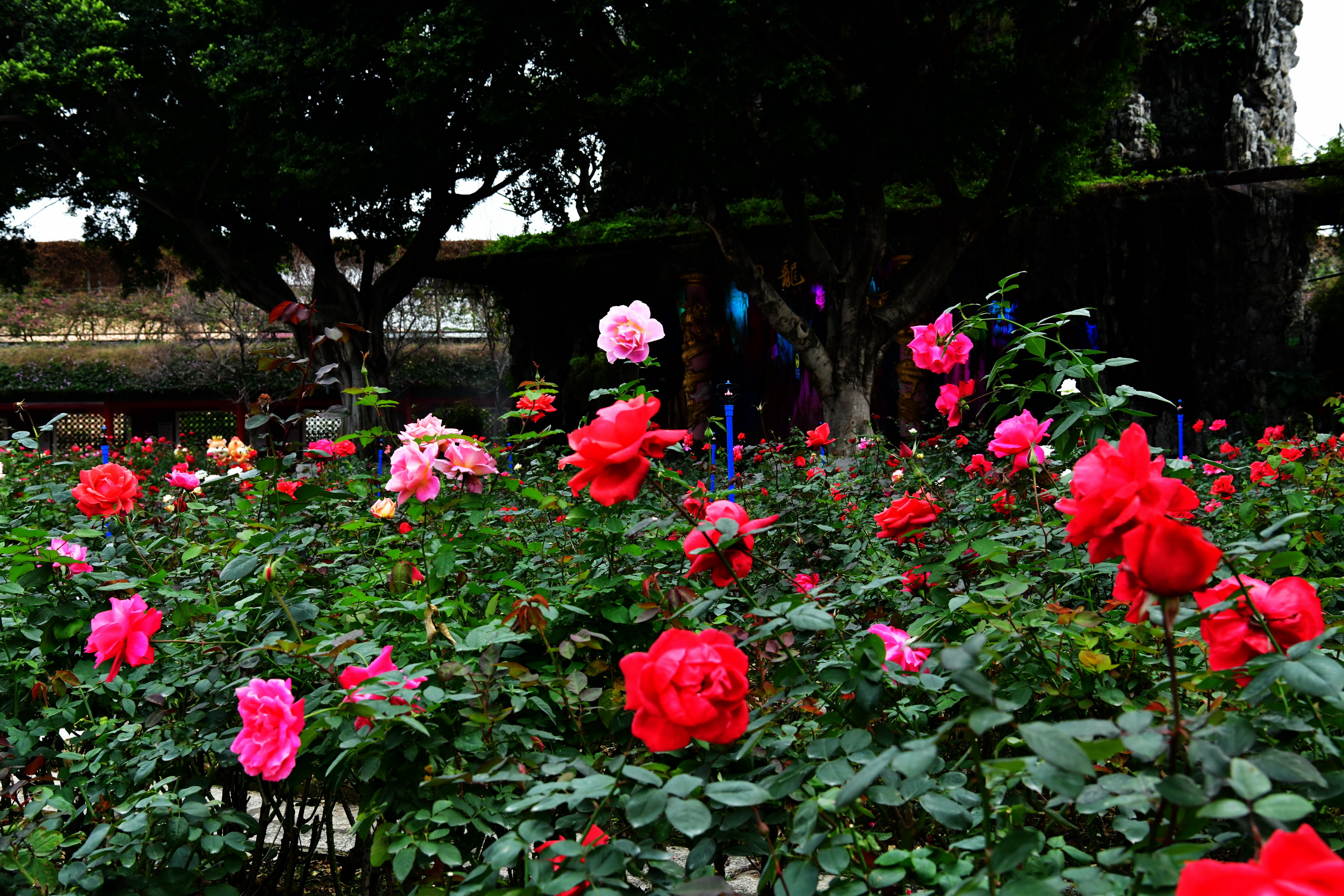 广州市番禺区宝墨园攻略,广州宝墨园景观