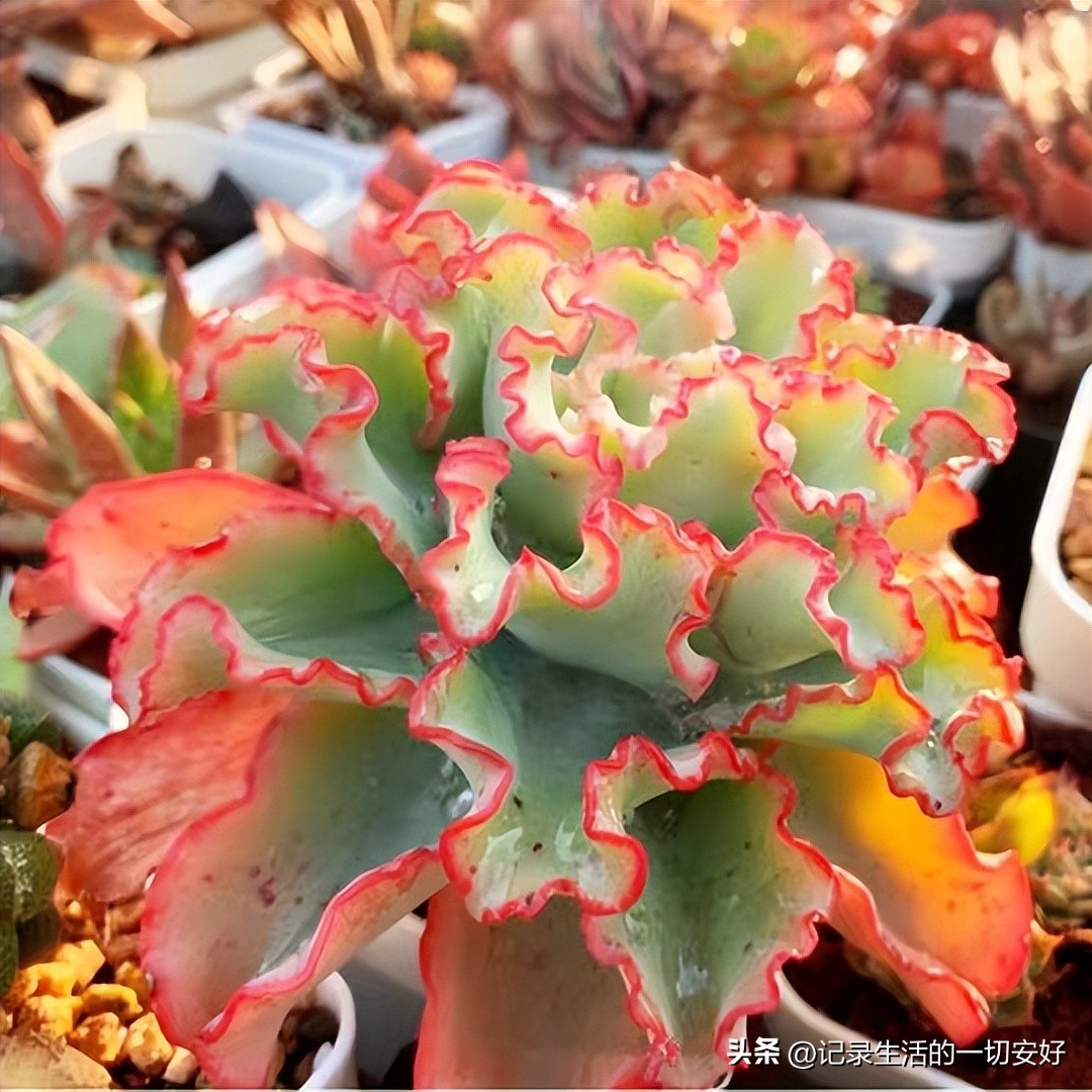 十二星座相对应的多肉,12星座守护多肉