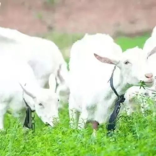 有机羊奶真的有机吗,有机羊奶哪里的最好