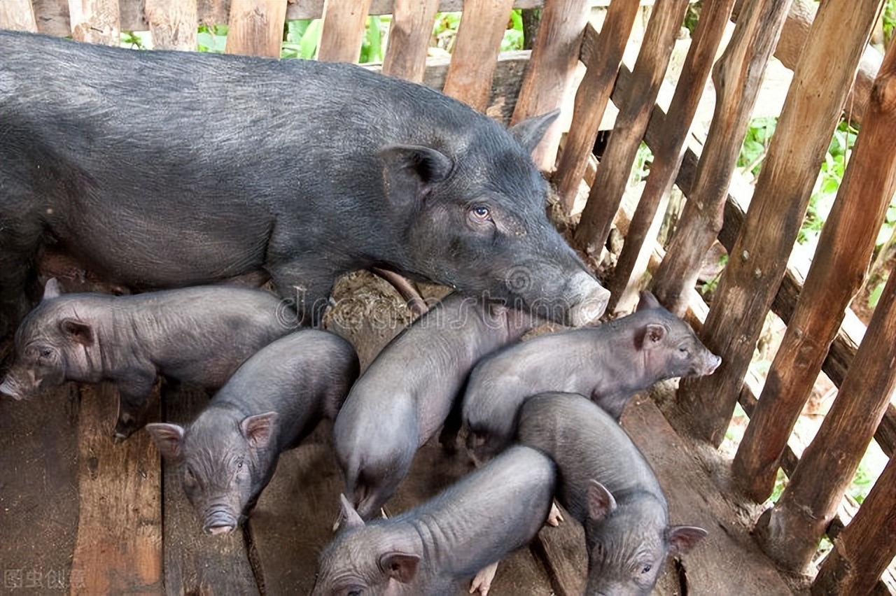 小猪普遍拉稀,养猪小猪拉稀怎么治