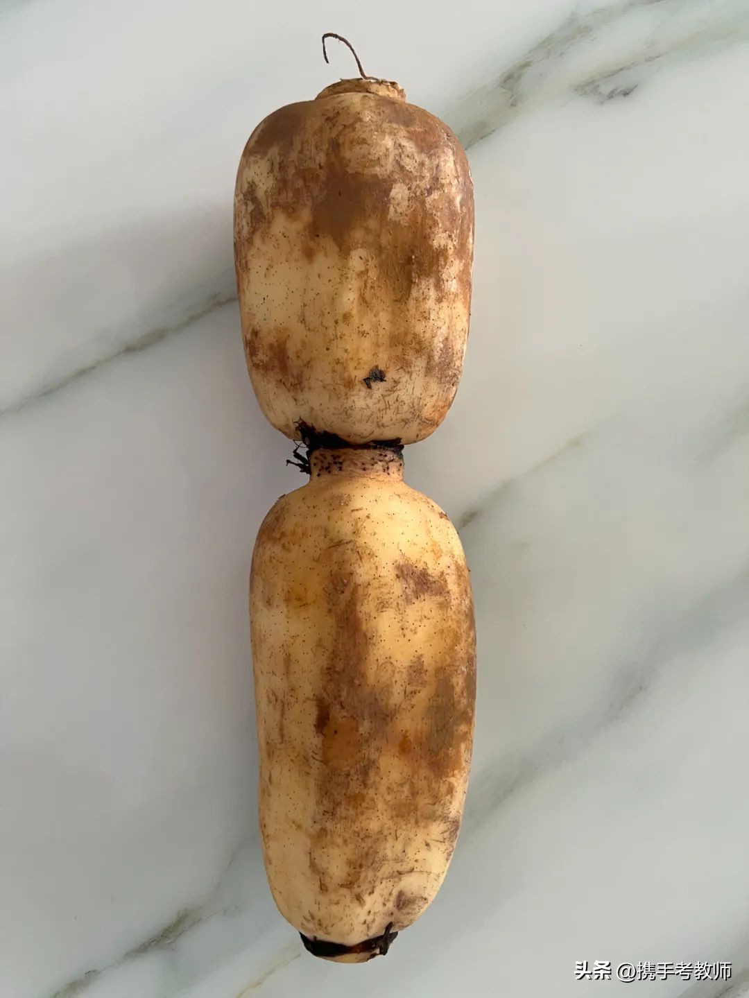 教师资格证小学综合素质文化常识,教师资格中的文化素养题哪里来的