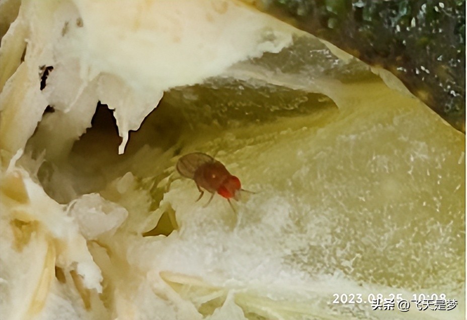 你的柑园布防果蝇未？