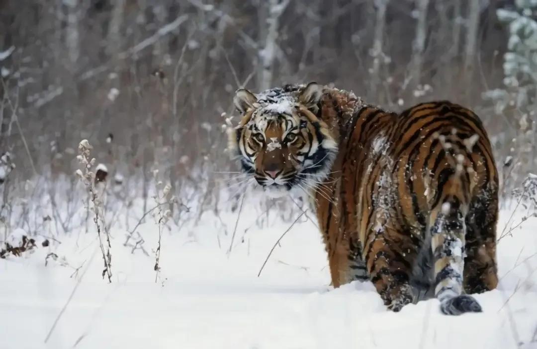 猛虎潜深山长啸自成风出自哪里,猛虎潜深山长啸自生风打一生肖