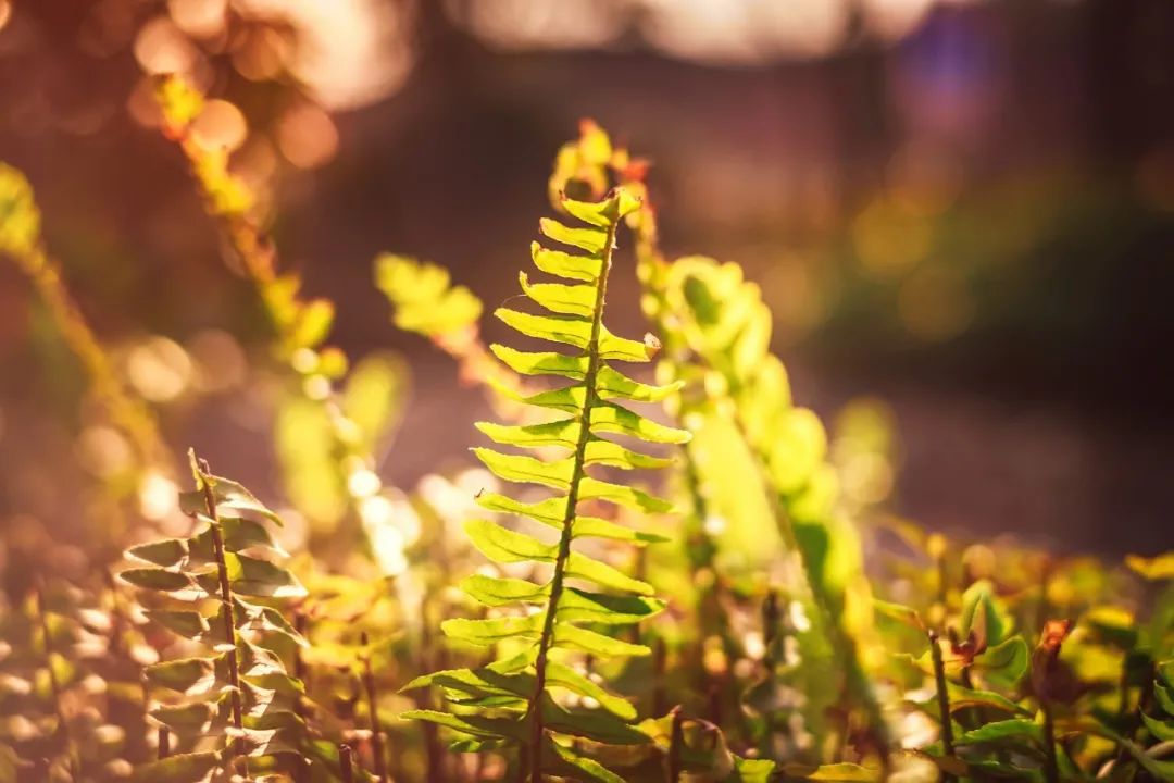 30首经典春归诗词邂逅最美的春天,十首最美春日诗词邂逅最美春愁