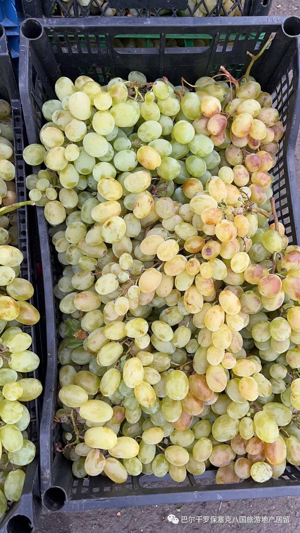 罗马尼亚蔬菜,罗马尼亚大型水果批发市场