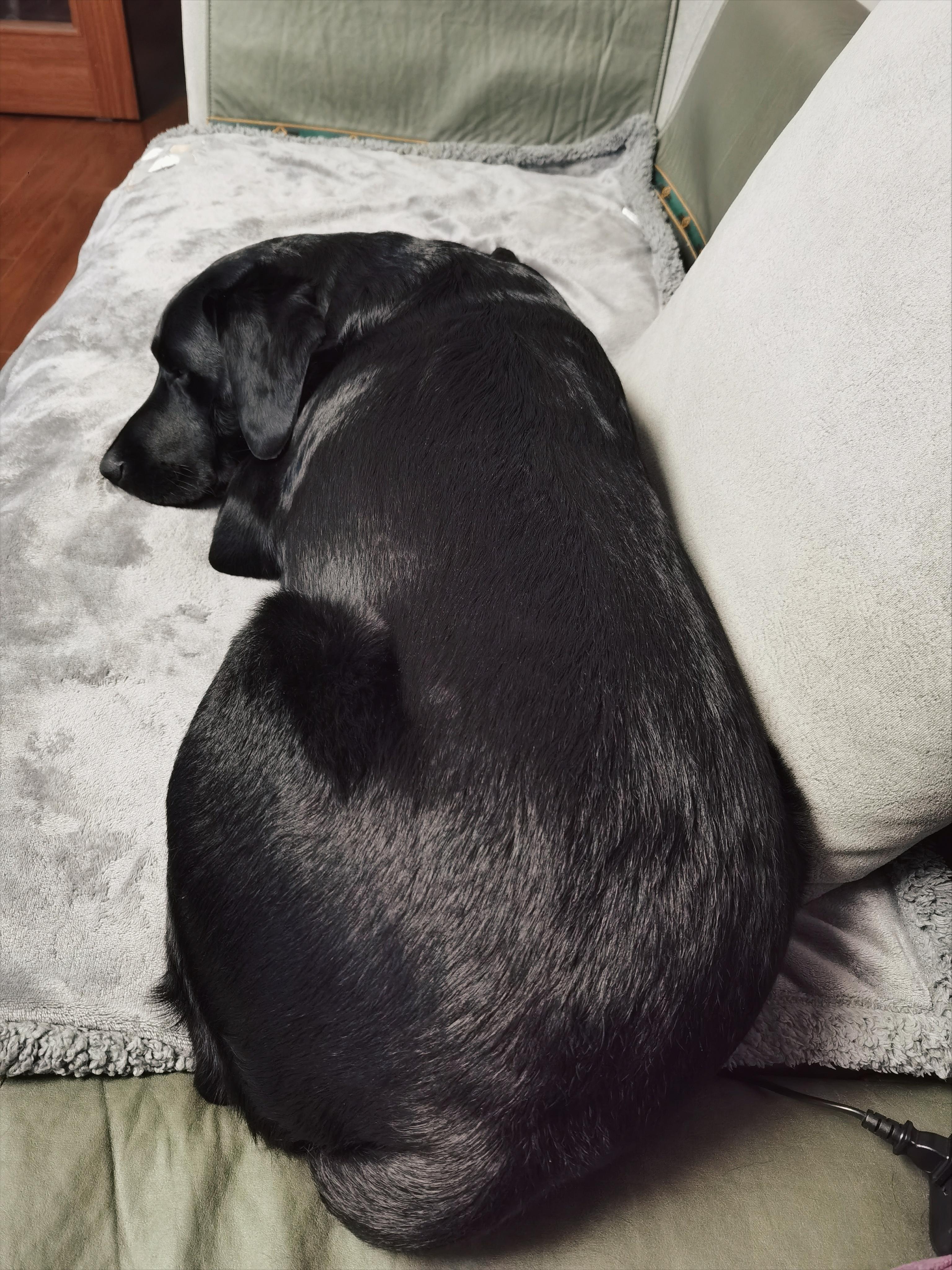 怎么改善狗狗皮肤病的问题,如何改善狗狗毛秃