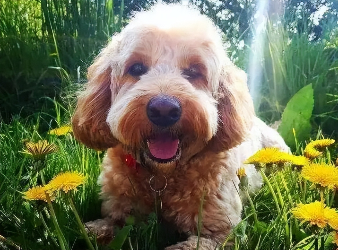 泰迪犬怎么看年龄段表,泰迪犬牙齿年龄对照表