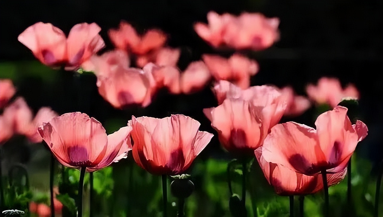 626国际禁毒日的由来,禁毒小科普626国际禁毒日的由来