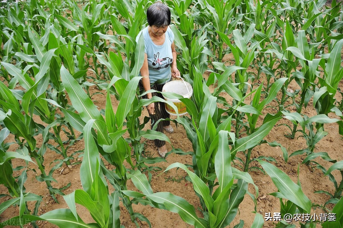 种玉米追几次肥什么时间追肥好,玉米追肥期追什么肥最好
