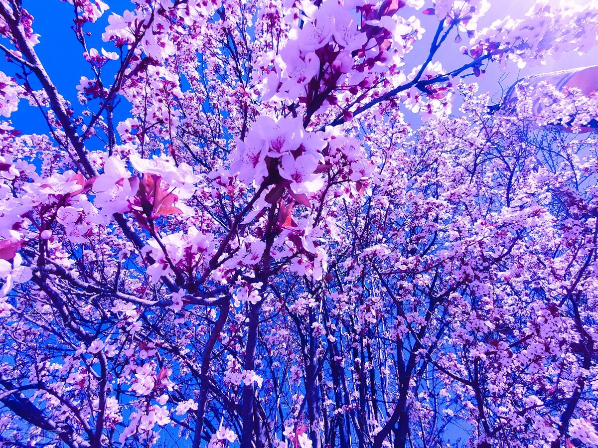 愿被岁月温柔以待琴瑟在御,愿琴瑟在御岁月静好下一句