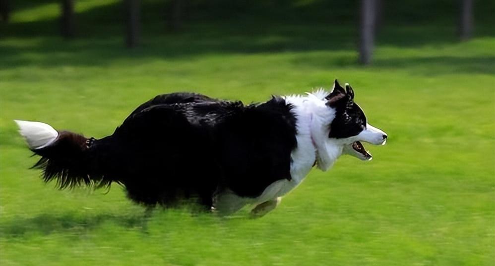 怎么教边牧用各种按钮说话,开拖拉机技术讲解