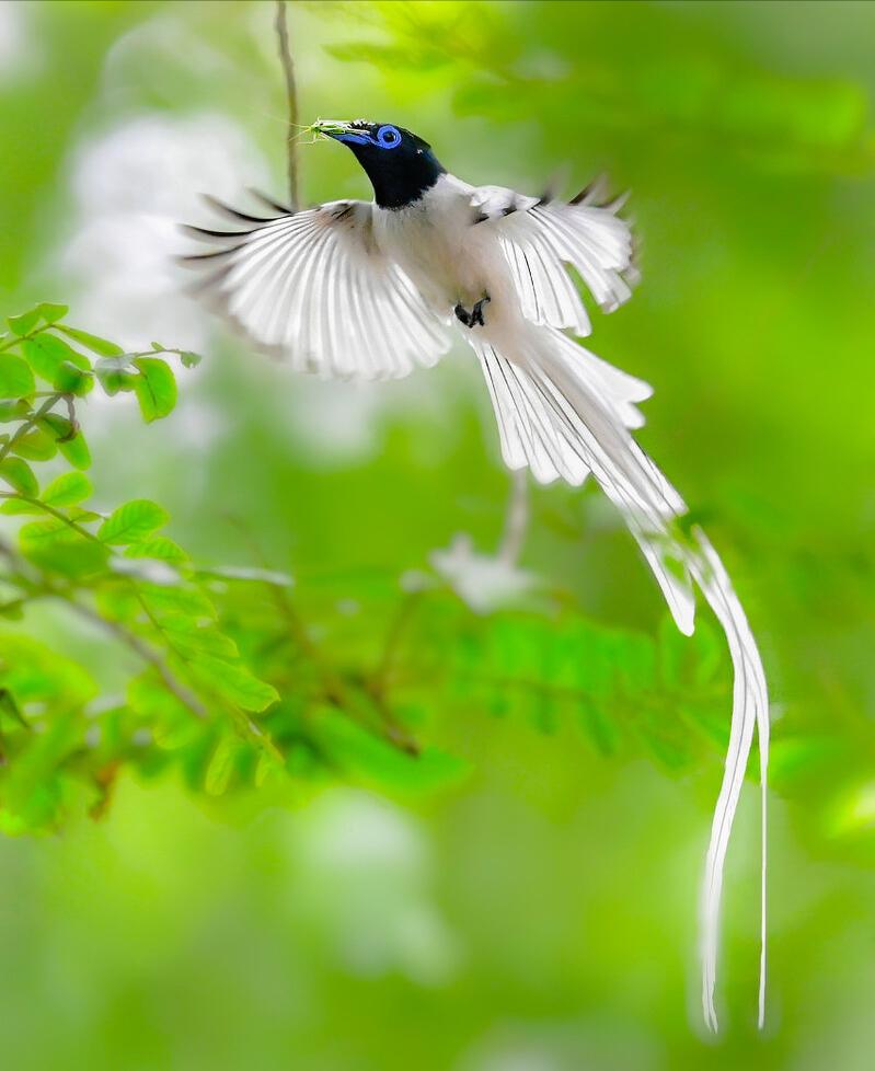 50张最佳鸟类摄影作品,鸟儿大全大图