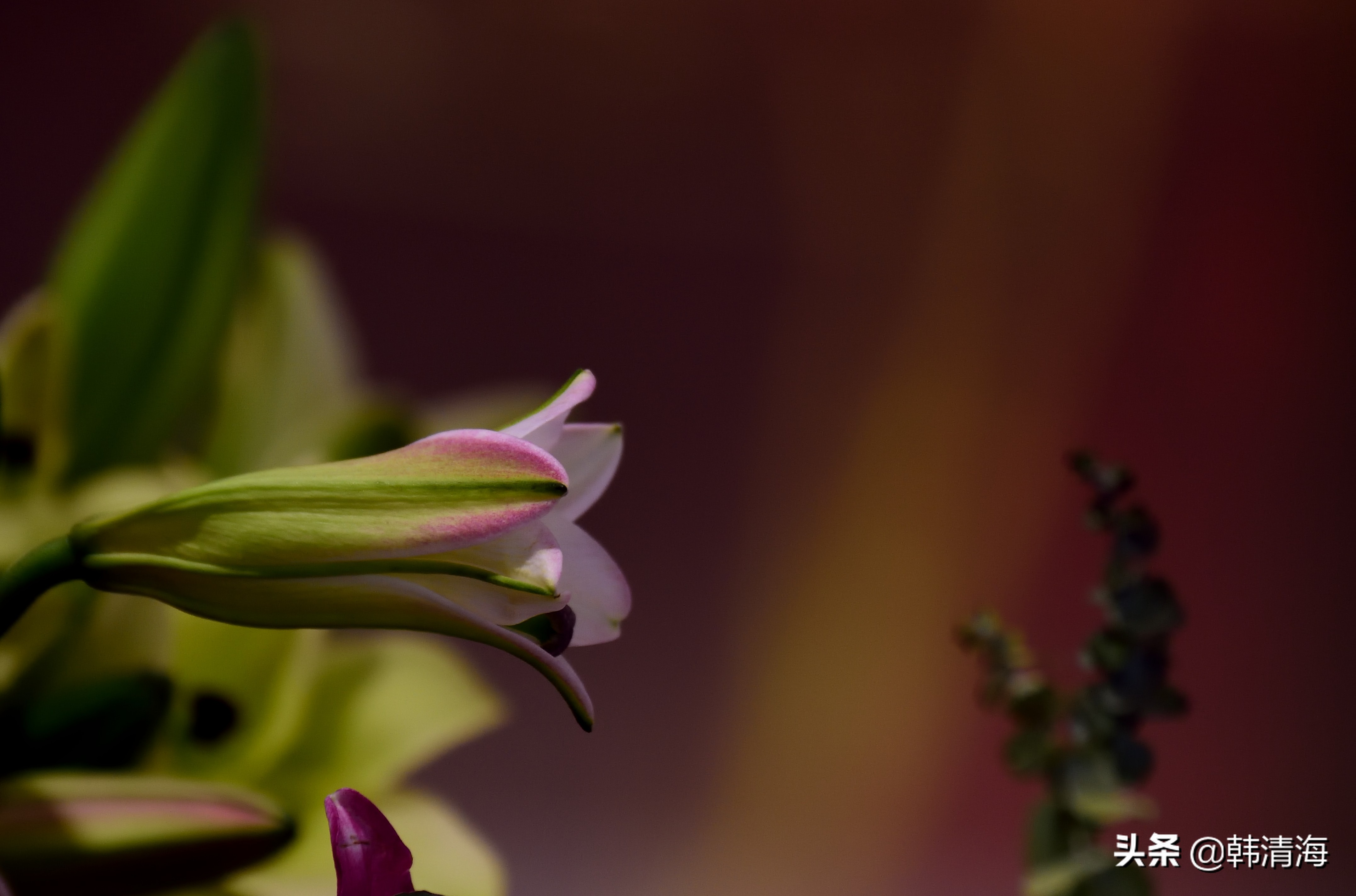 花香满屋真假自辩