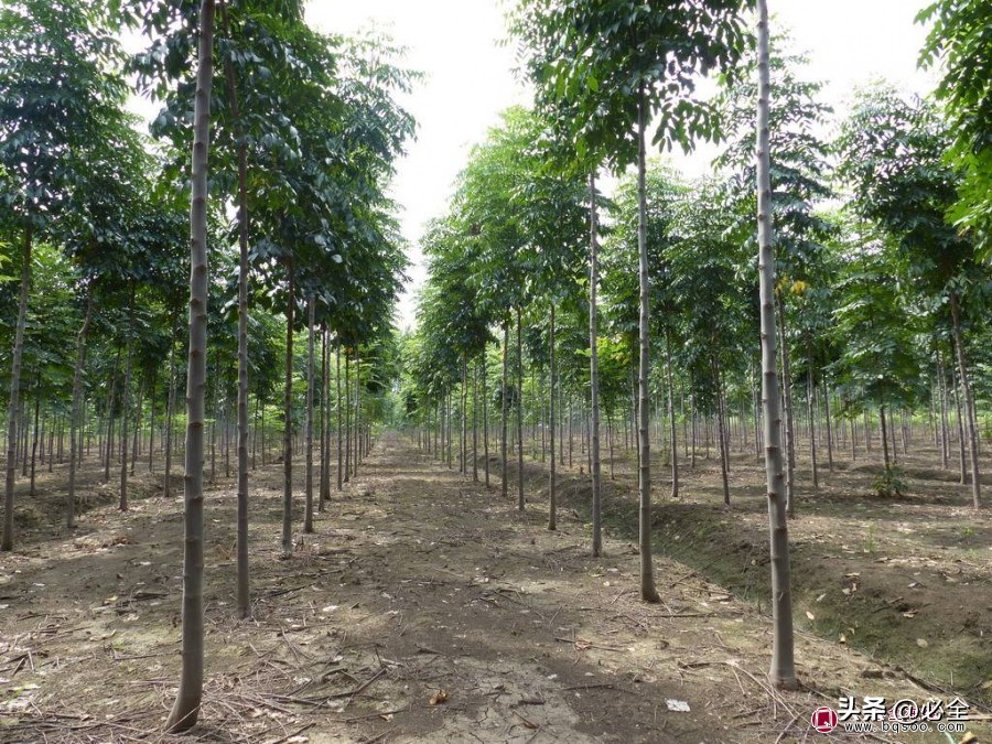 园林绿化主要施工措施,园林绿化施工原则及工艺流程