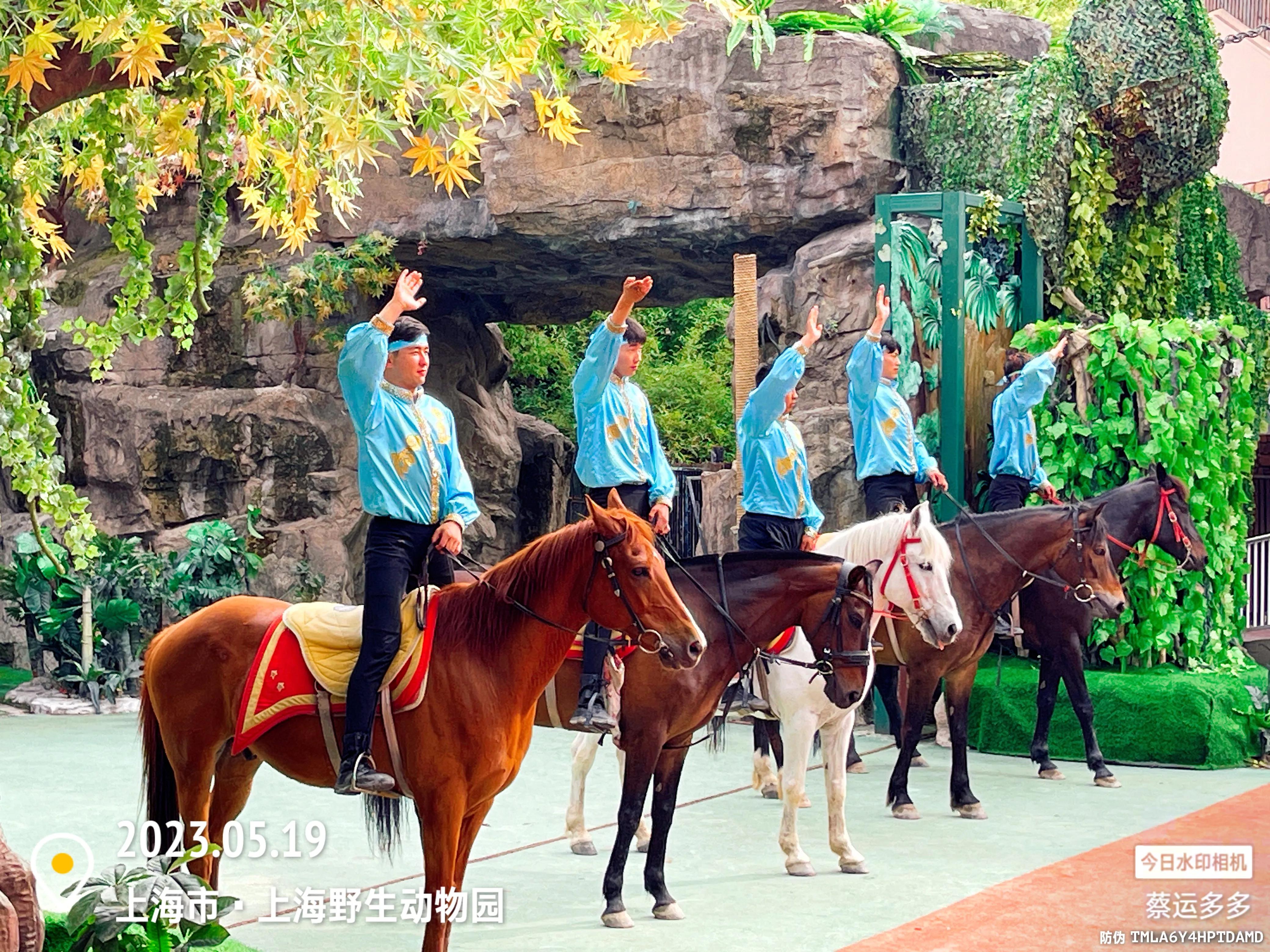 我喜爱的动物是小猫,什么动物招人喜爱