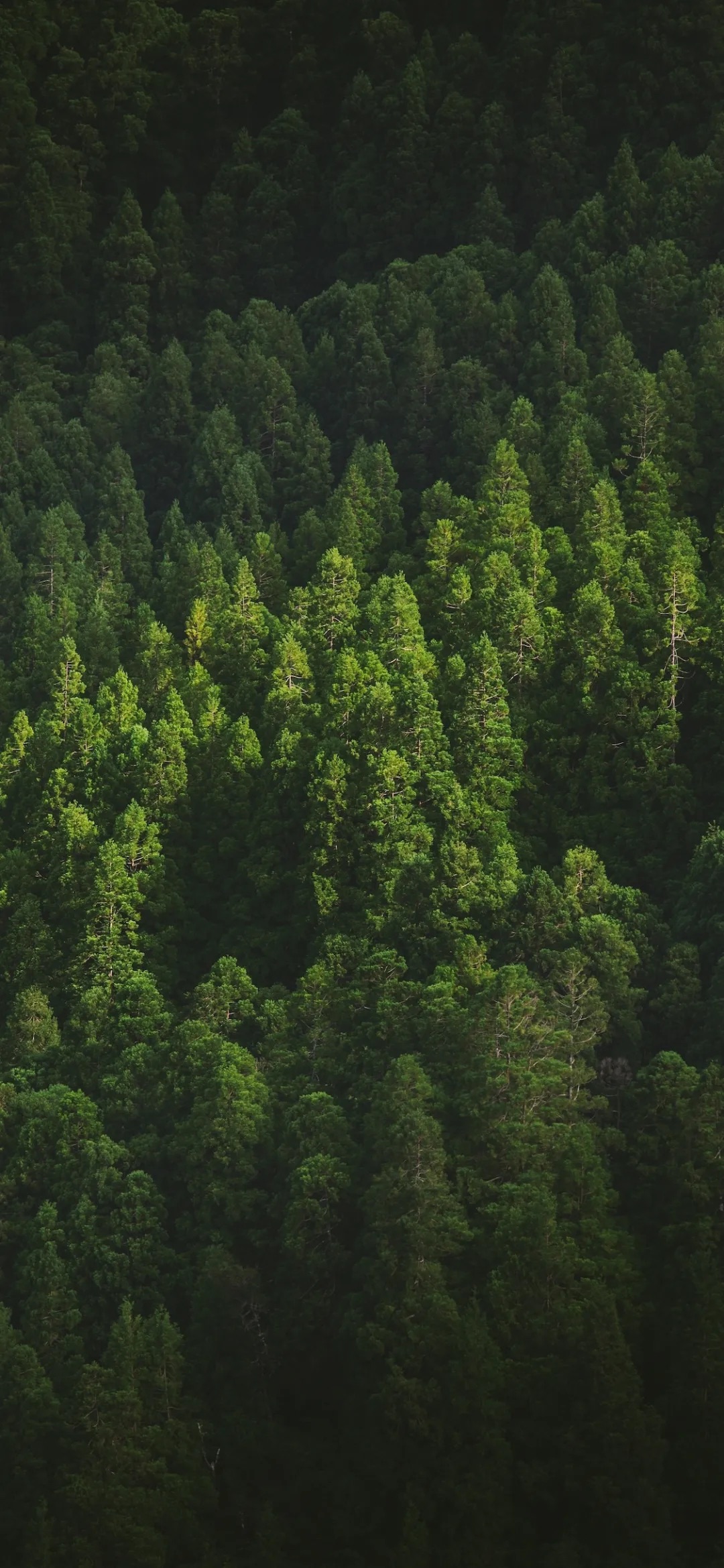 小苹果墨绿护眼壁纸,头条墨绿护眼壁纸