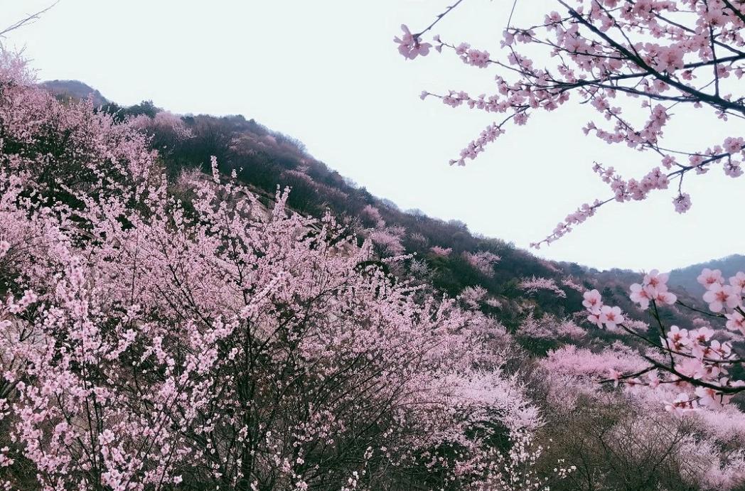 西安桃花观赏最佳地点,西安桃花潭公园桃花什么时候开