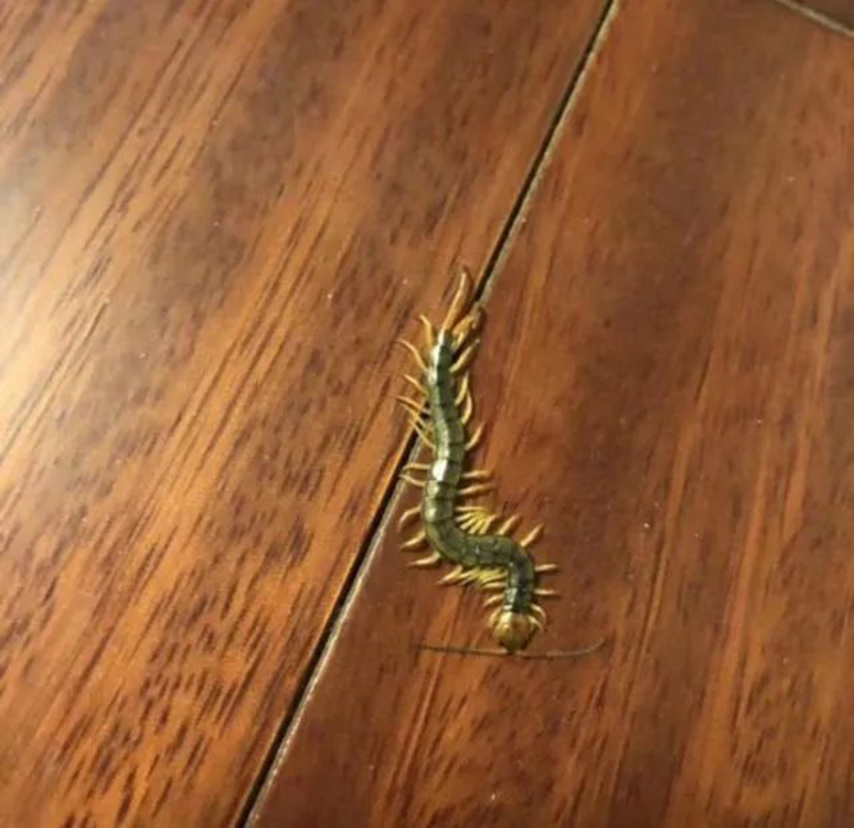 让人避而远之的蜈蚣，为啥害怕鸡？为啥鸡吃了蜈蚣，不会被毒死？