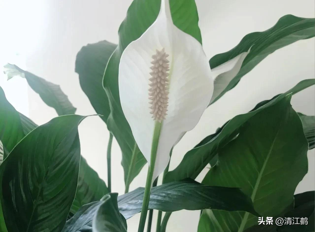 白鹤芋不开花别急着扔,“5步骤”矫正养护,叶子油绿花开不断