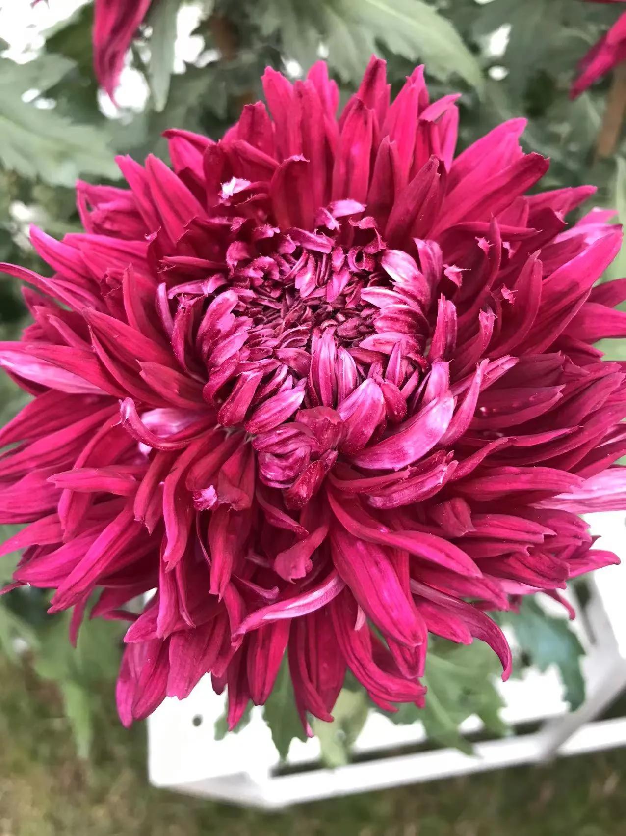 深圳东湖公园赏菊门票,观赏菊花深圳东湖公园